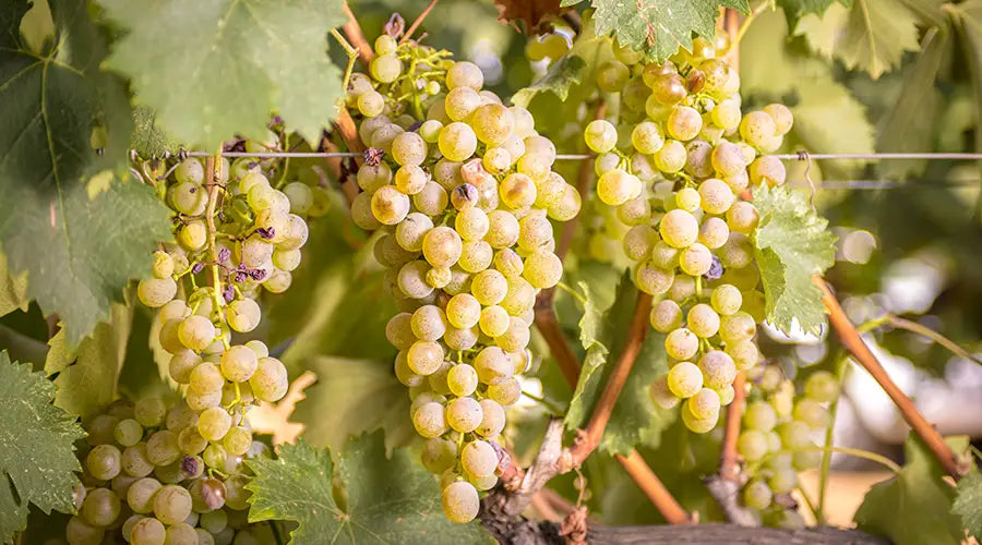 Come abbinare il Vermentino di Gallura