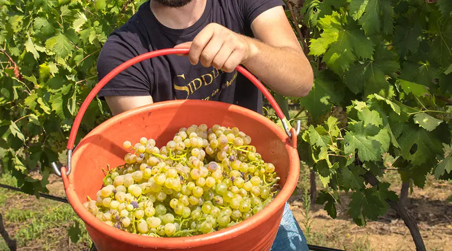 Vermentino di Gallura, le origini di un vino d’eccellenza