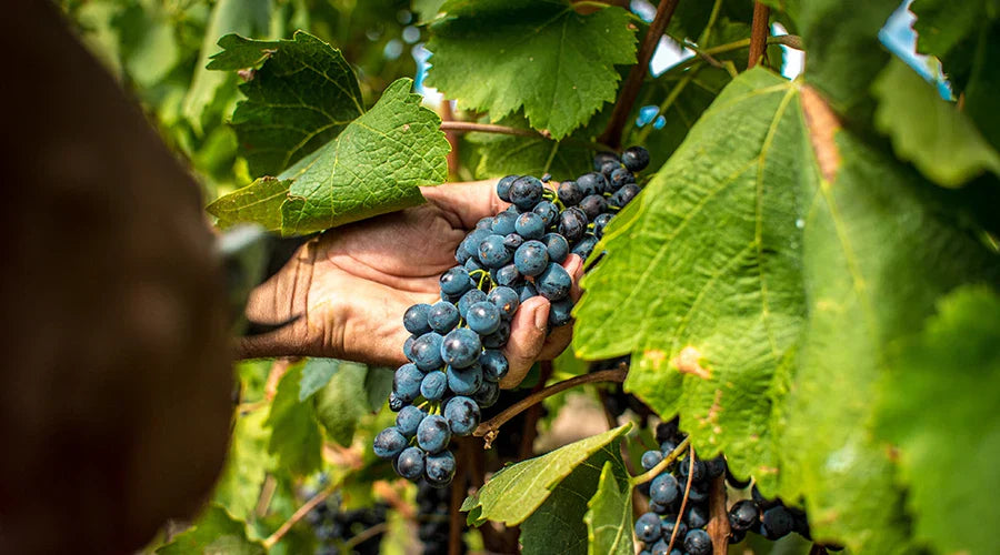 Cannonau: storia e curiosità sul vino emblema della Sardegna
