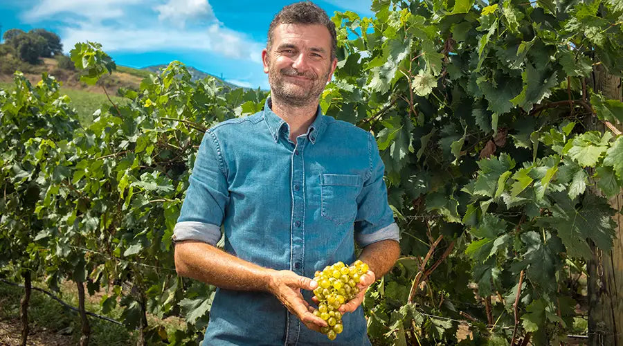 Vermentino: un eccellenza enologica pluripremiata