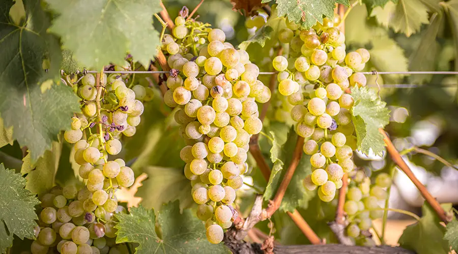 Come abbinare il Vermentino sardo