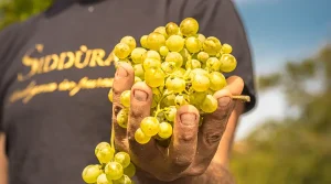 Vino vermentino di Sardegna Suggerimenti per la degustazione