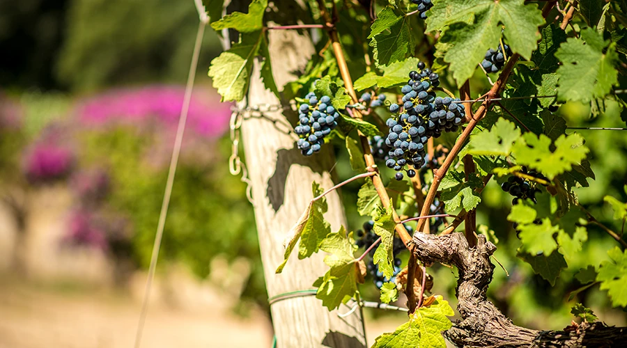 Il vitigno Cannonau, la storia di un legame antico con la Sardegna