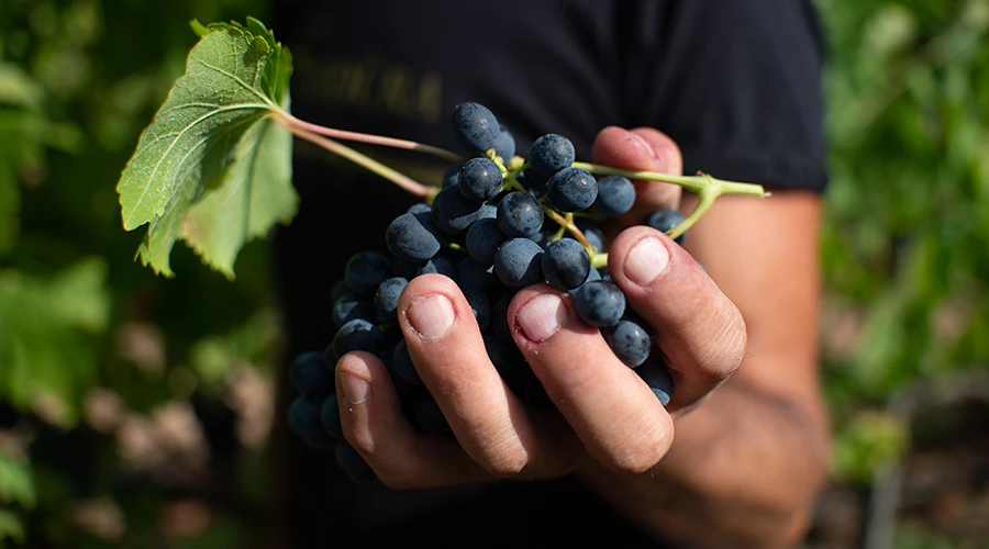 Uve Cannonau, la forza e la resilienza della Sardegna in un acino