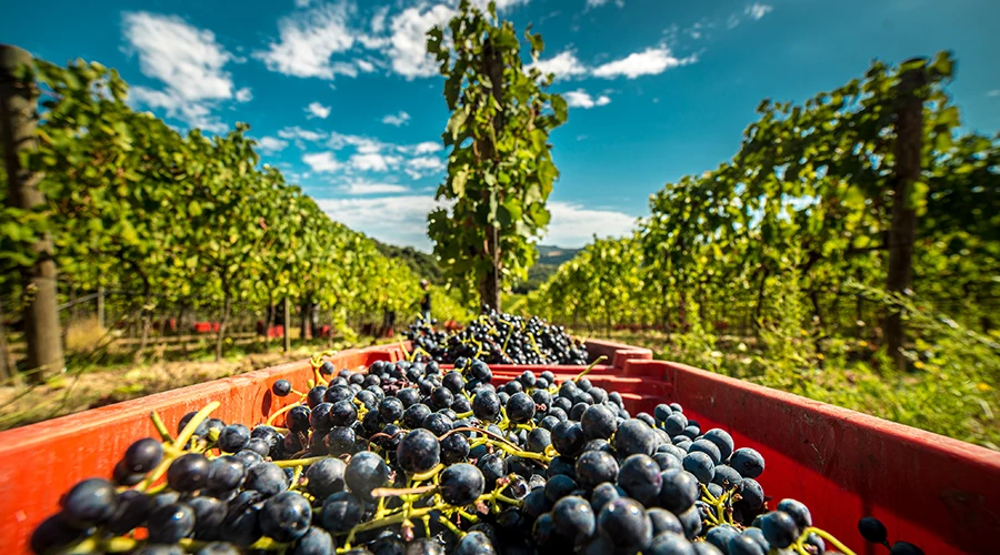 Vitigno Cannonau Sardegna Siddura